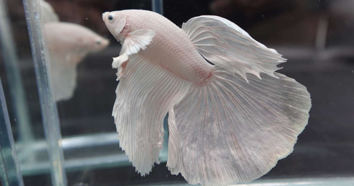 Feeding halfmoon betta fish