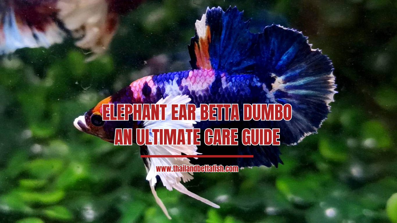 Elephant Ear Betta (Dumbo): An Ultimate Care Guide