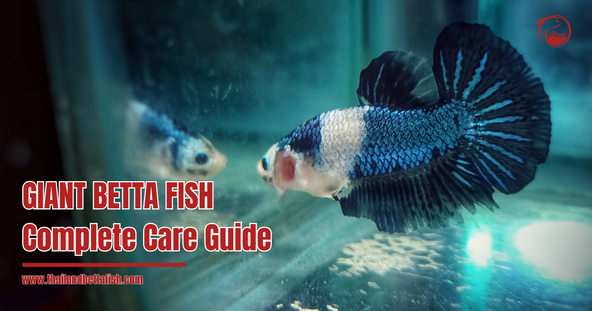 Giant Betta Fish Complete Care Guide