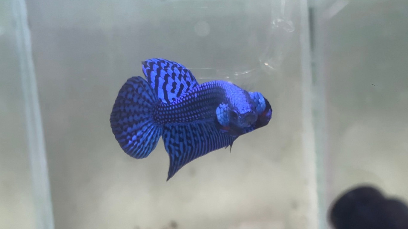 Blue Alien Betta Fish