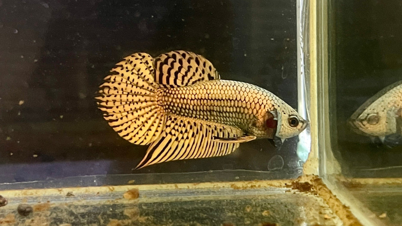 Copper Alien Betta Fish