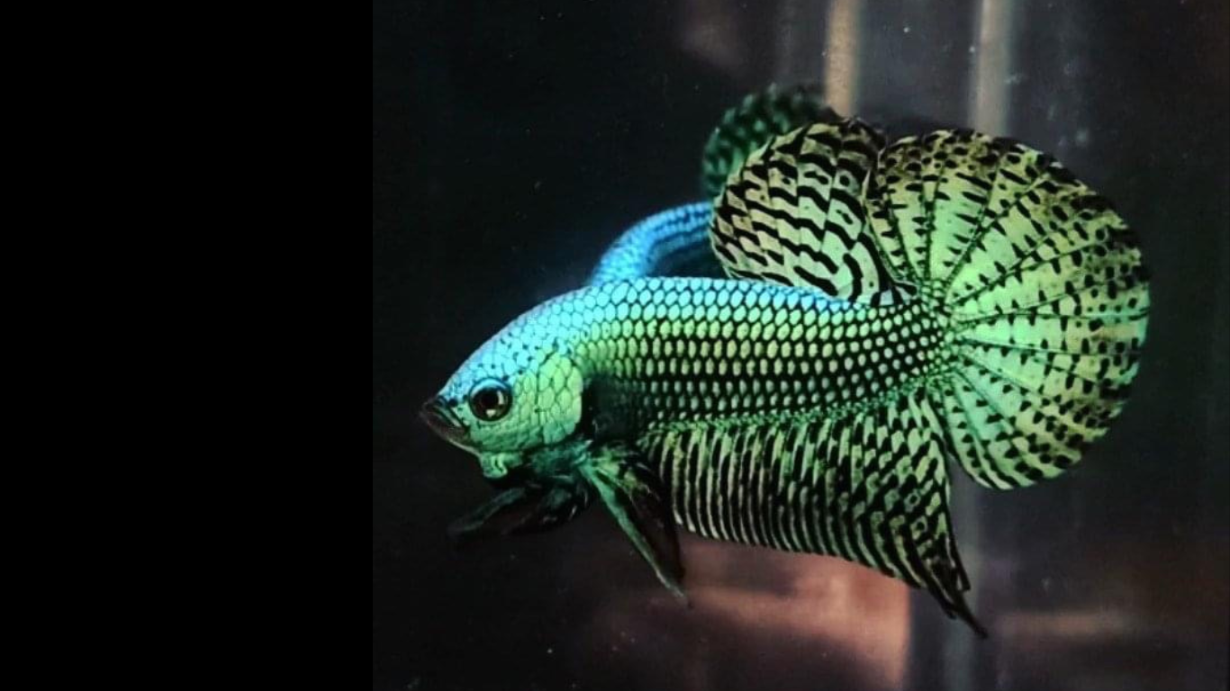 Green Alien Betta Fish