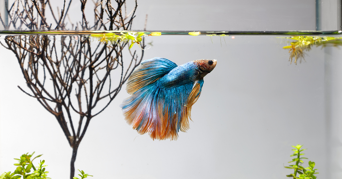 HEALTH AND COMMON DISEASES IN GIANT BETTA