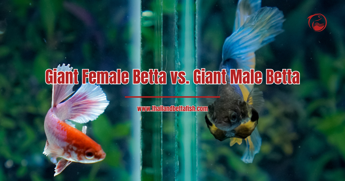 Giant Female Betta vs. Giant Male Betta