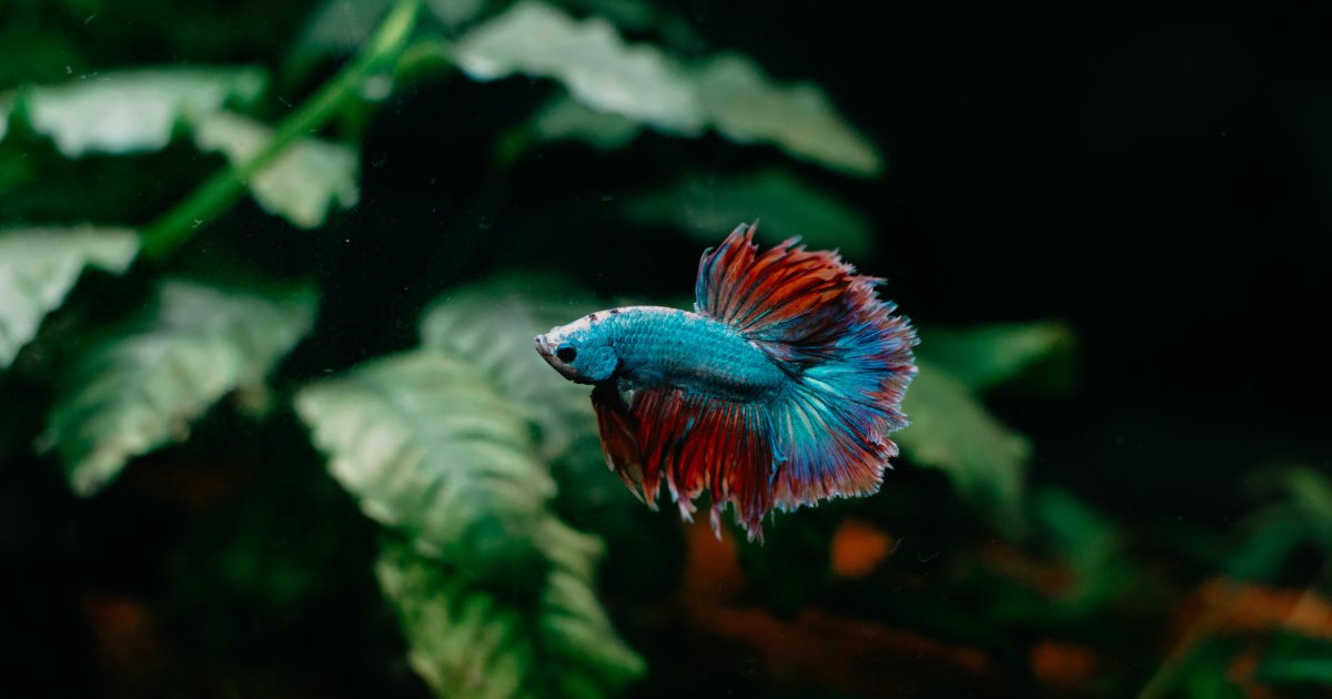 Behavioral differences between male and female giant betta