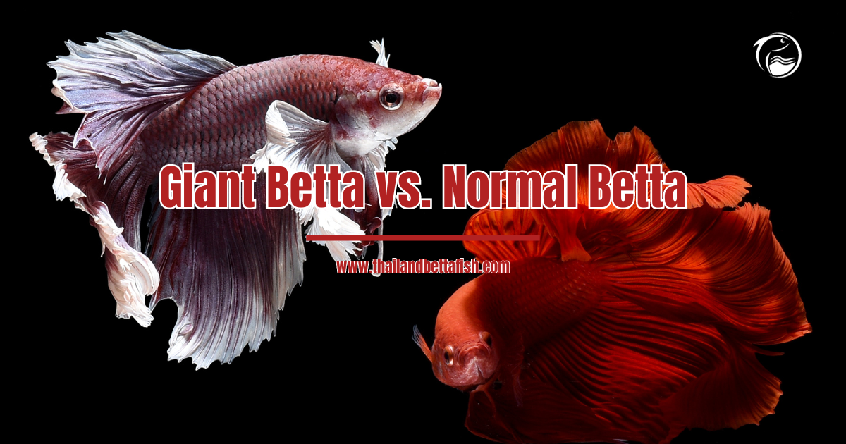 Giant Betta vs. Normal Betta