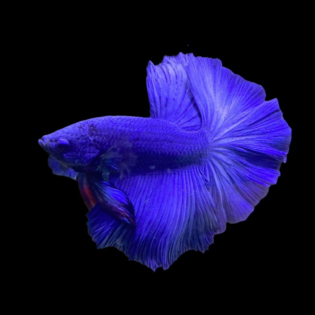 10,242 Blue Halfmoon Betta Royalty-Free Images, Stock Photos & Pictures