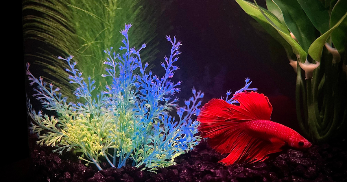 SETTING UP THE IDEAL AQUARIUM FOR YOUR GIANT BETTA