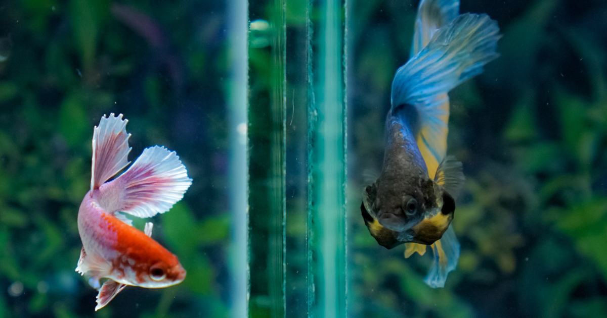 Can Male and Female elephant ear betta live together?