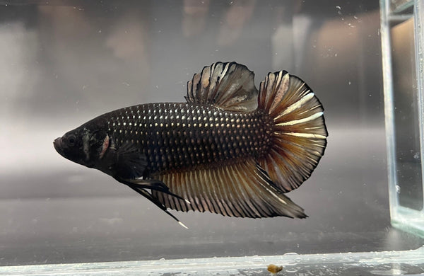 giant betta for sale
