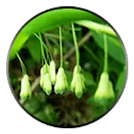 He Shou Wu (Polygonum multiflorum)