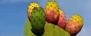 Prickly Pear (Nopal cactus)