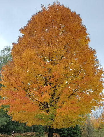 maple tree