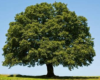 white oak tree