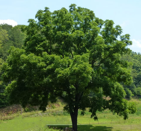 black walnut tree