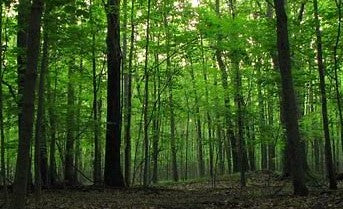 American hardwood forest