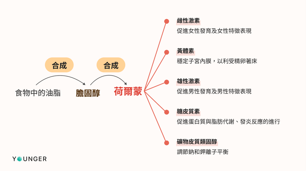 膽固醇與荷爾蒙的關係