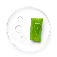 Aloe vera slice and gel in a petri dish.