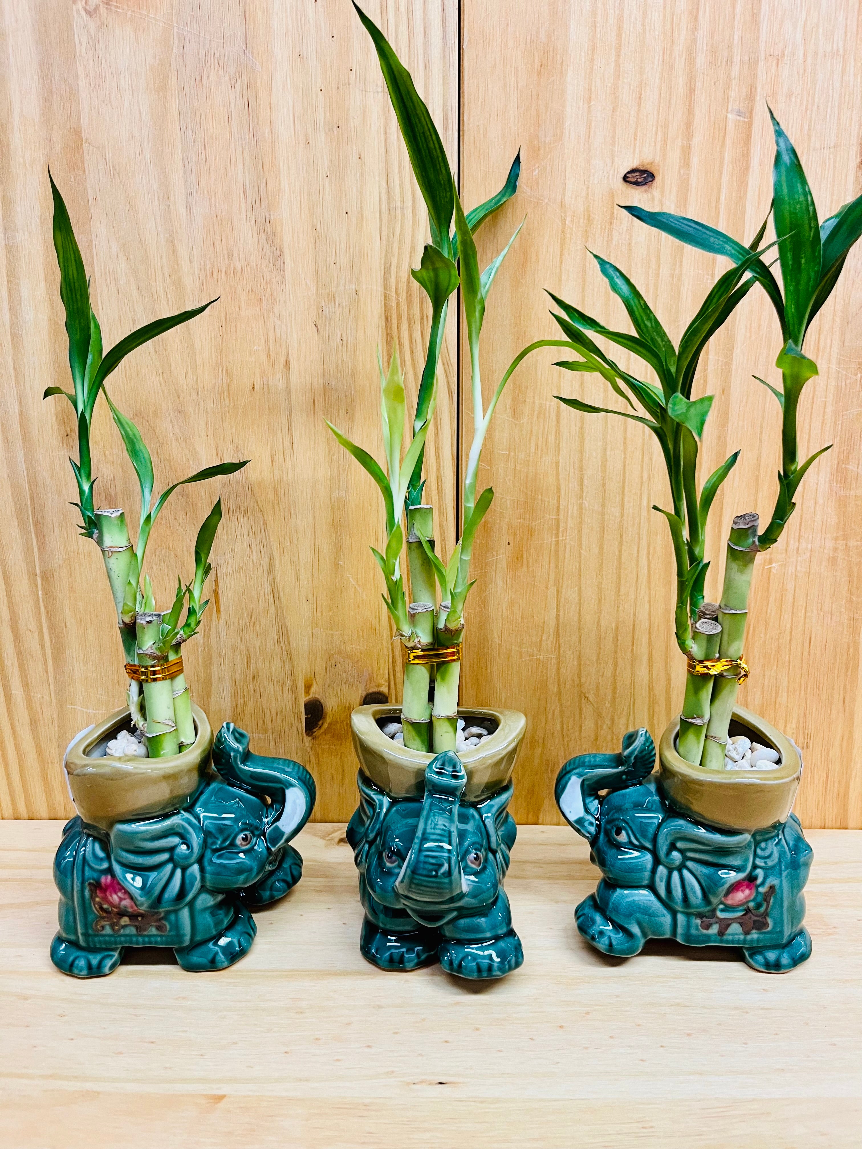 Lucky Bamboo in Ceramic Elephant Vase 3 Stem 6”6”8” Bamboo