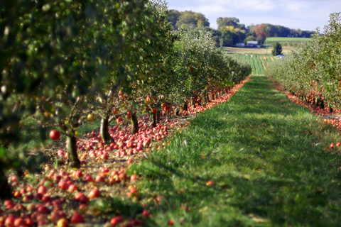 Cider Orchard Devon