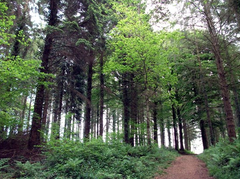 Forest Picnic Spot Devon