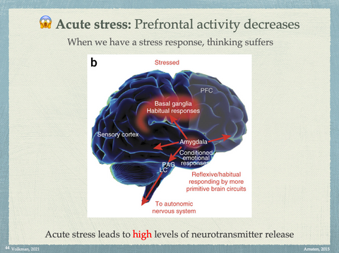 Acute stress responses decreases higher thinking abilities