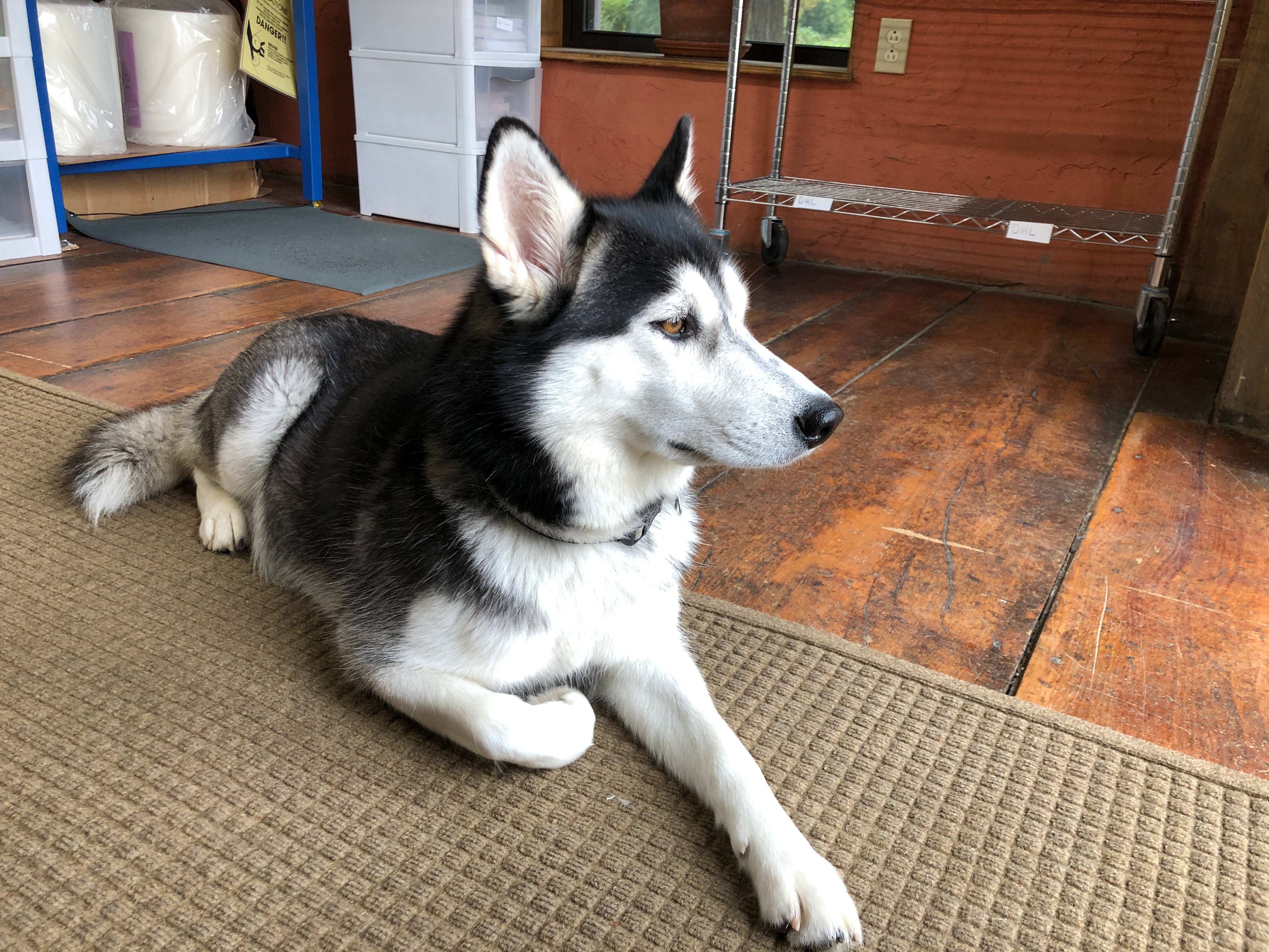 apple husky office dog