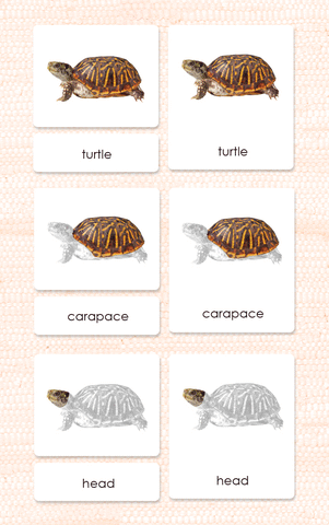 Parts of the Turtle 3-Part Cards