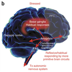 Stress in the brain