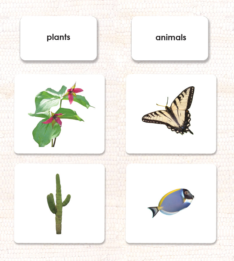 plant animal sorting cards