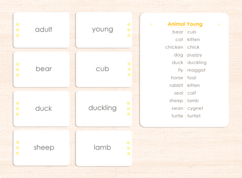 Word Study Related Nouns: Animals and their Young