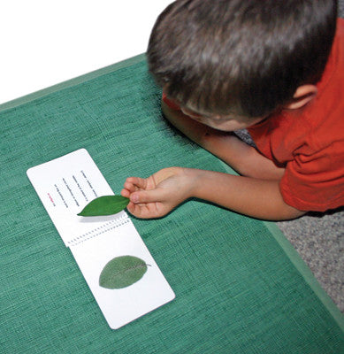 Montessori Leaf Shape (Botany Cabinet) Definition Cards – Maitri Learning