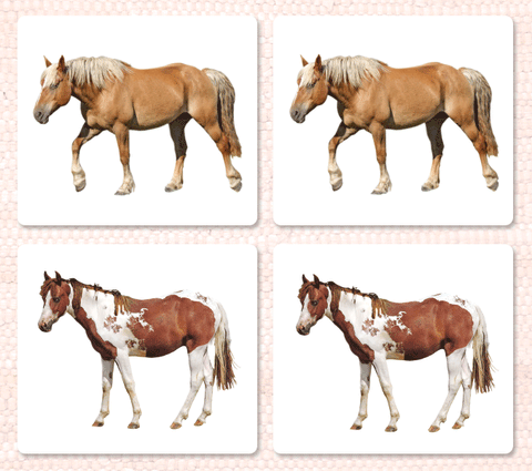 horses coat colors book – maitri learning