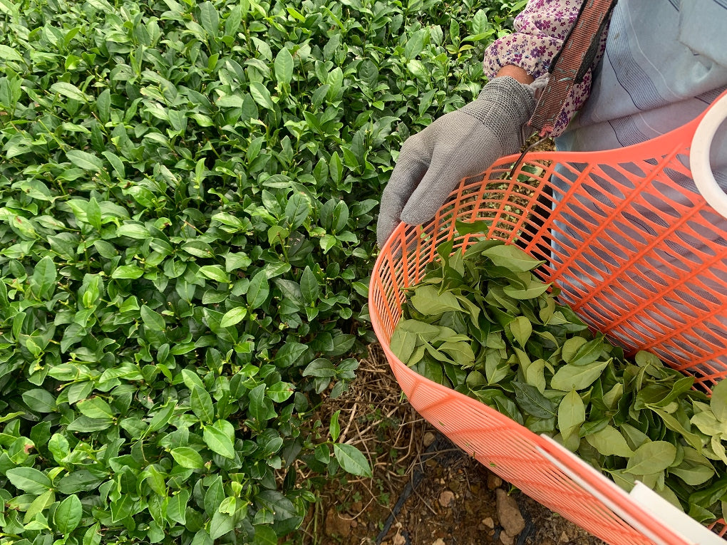 Tea farmer carefully selecting fresh tea leaves