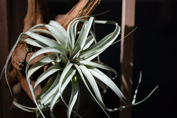 xerographica air plant on wooden branch with black background