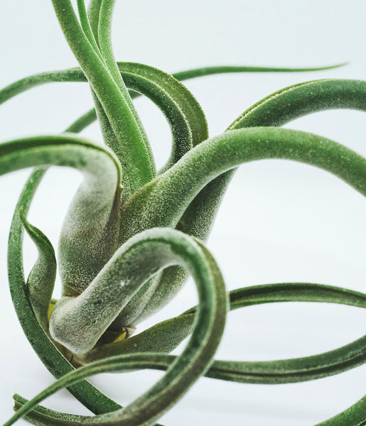 large air plant with fuzzy leaves on white background