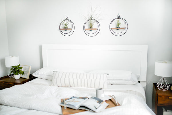 air plants styled in wall mounted plant hangers above bed