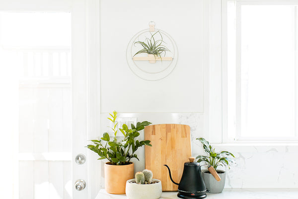 air plant styled in wall mounted air plant holder with cutting board and kettle below