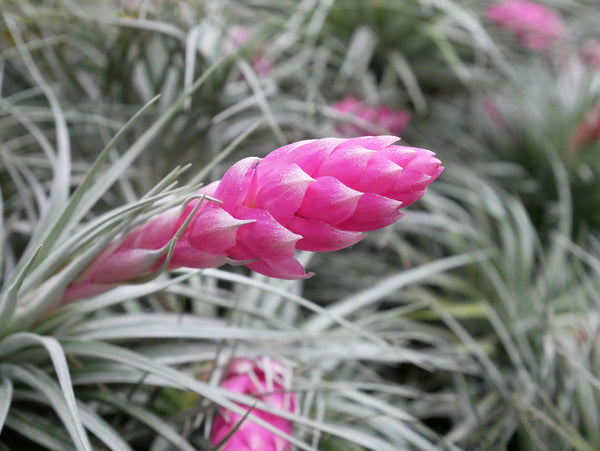 air plant with pink flower blossom