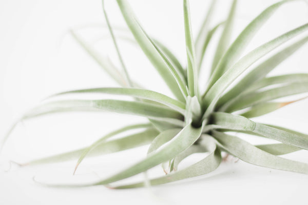 air plant on white background