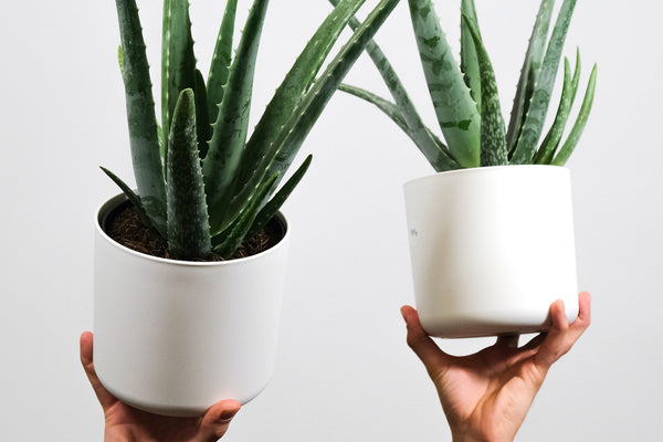 two aloe vera plants in white ceramic pots held up by hands