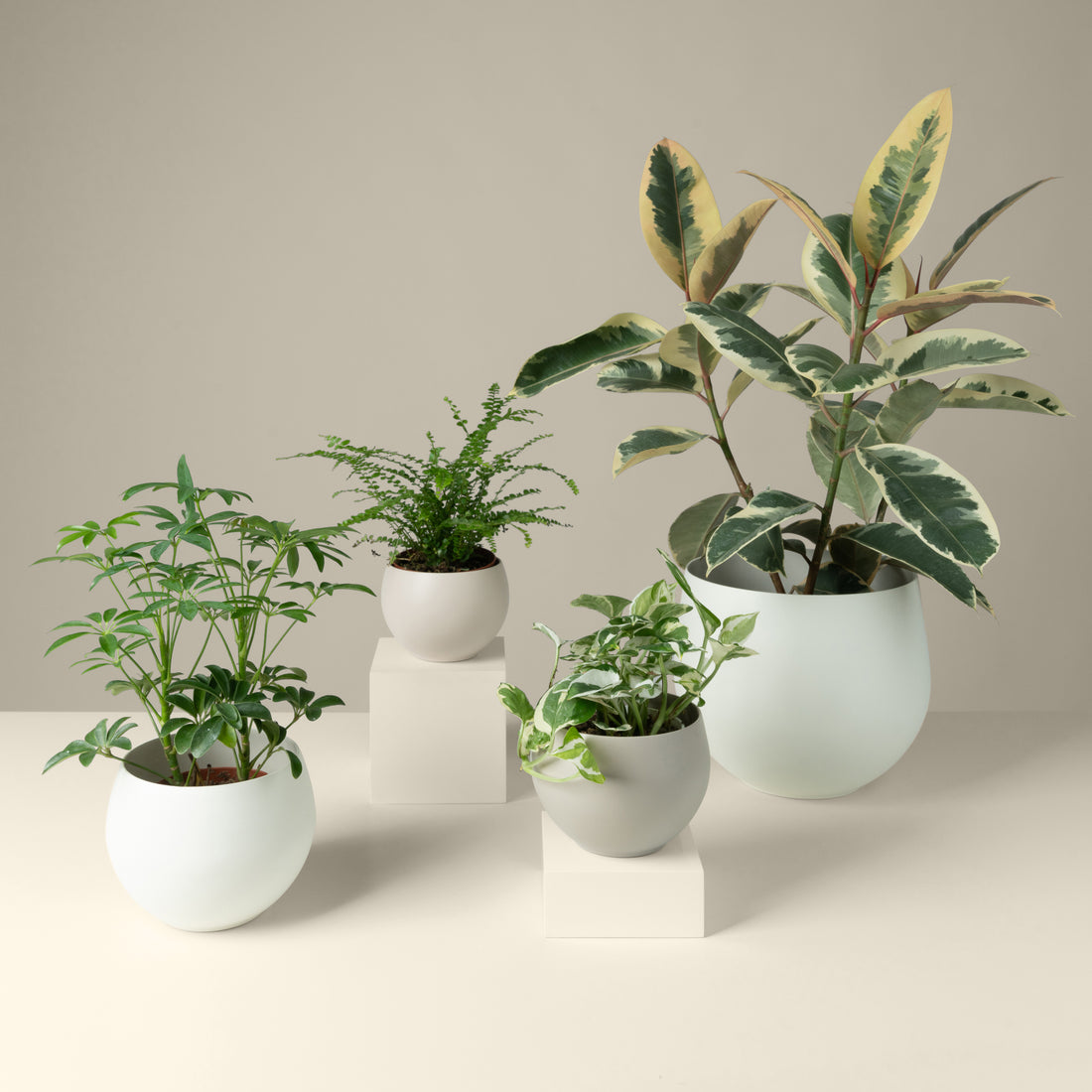 Modern Plant Stands by Braid & Wood Design Studio