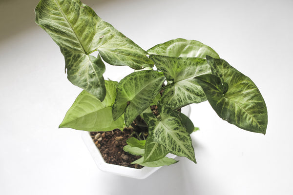 arrowhead plant in white pot on white tabletop