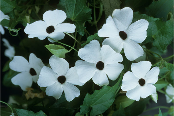 some black eyed susan white flowers