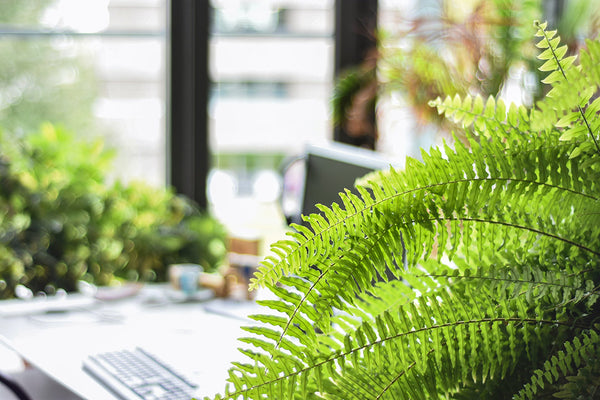 large fern in modern home office