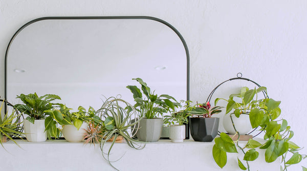 braid and wood plant hangers and houseplants styled on top of modern fireplace mantle 