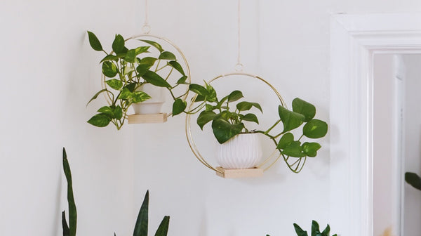 plant hangers suspended from ceiling in group of two 