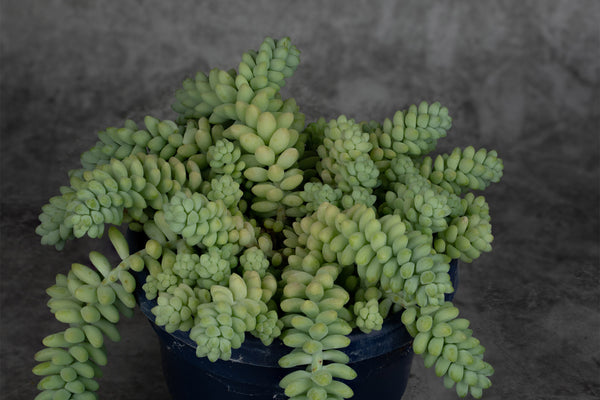 a green burro's tail houseplant in a pot against a dark background