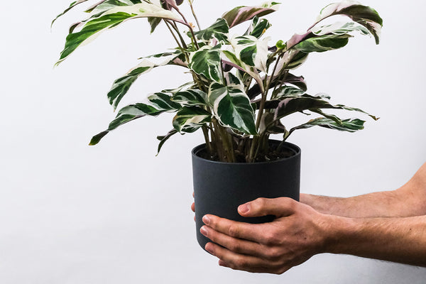 calathea white fusion houseplant in charcoal pot with man holding pot