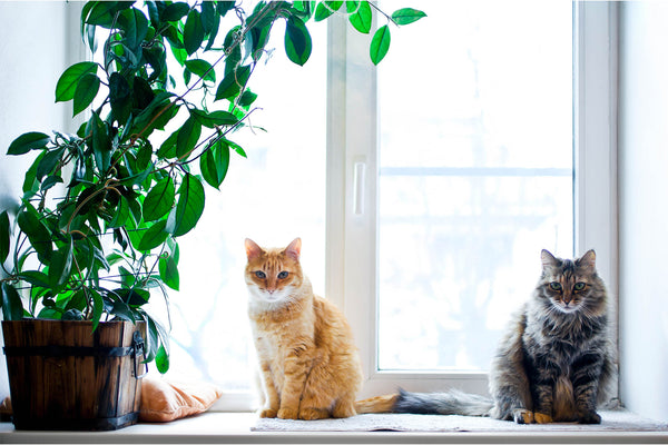 housecats sitting with indoor plants